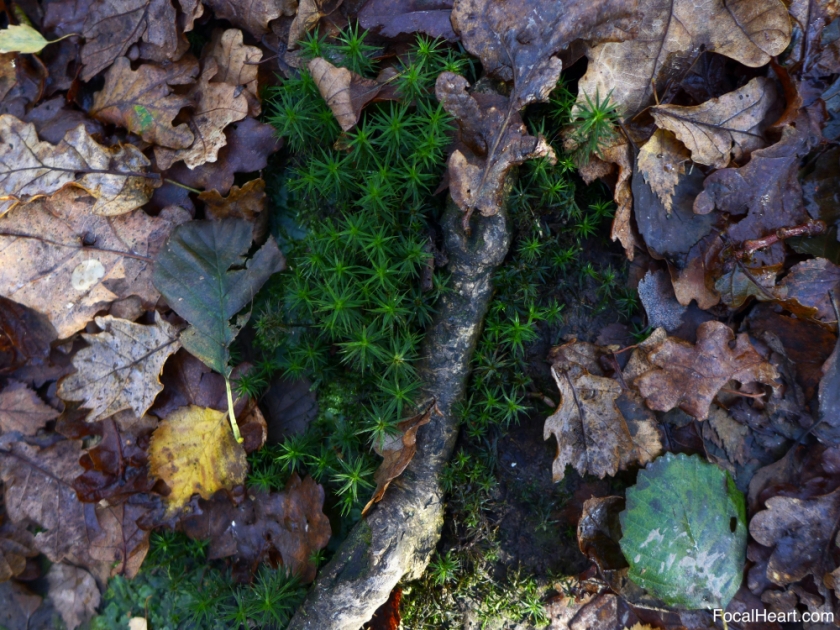 Leaves Moss Stick